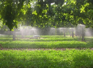 E' vero che l’agricoltura è tra i principali responsabili degli sprechi d’acqua?