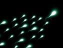 Rappresentazione artistica di spermatozoi (fonte: Gerd Altmann da Pixabay) (ANSA)