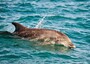 Balene e capodogli popolano il mare del nord Sardegna