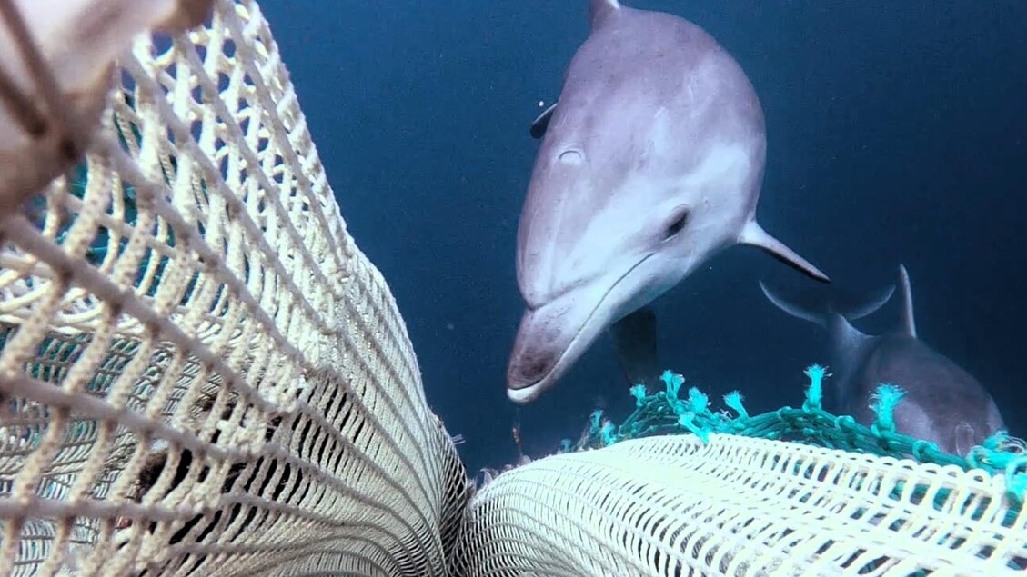 Un delfino a caccia tra le reti dei pescatori