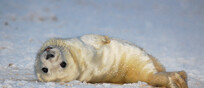 Una foca sul ghiaccio (fonte: carolineCCB da Flickr CC BY 2.0)