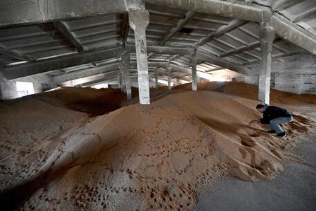 Grano ucraino stoccato in un'azienda agricola © AFP