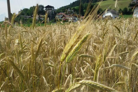 Lollobrigida, dal 2 ottobre servizio civile in agricoltura