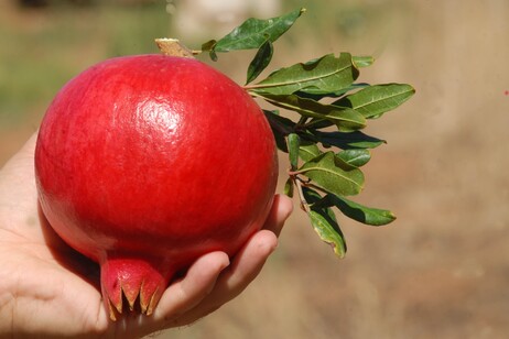 Un decalogo del Crea per l'educazione alimentare nelle scuole