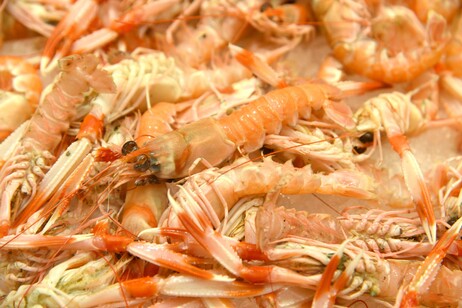 Naselli e scampi a rischio, pesca eccessiva anche in Italia