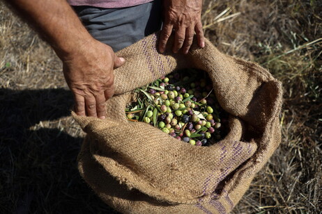 A ottobre 2024 calo del 9% del surplus agroalimentare dell'Ue