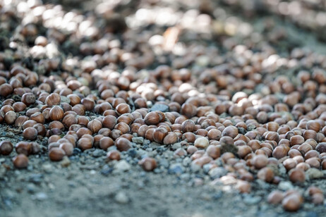 Piemonte, nocciole a rischio per la cascola precoce