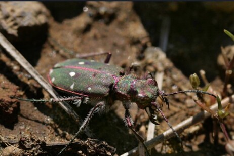 La sottospecie di Cicindella campestris (fonte: Nesos)