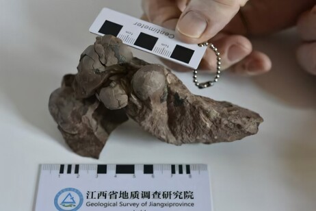 Le uova fossili ritrovate nella città di Ganzhou in Cina (fonte: China University of Geosciences a Wuhan)