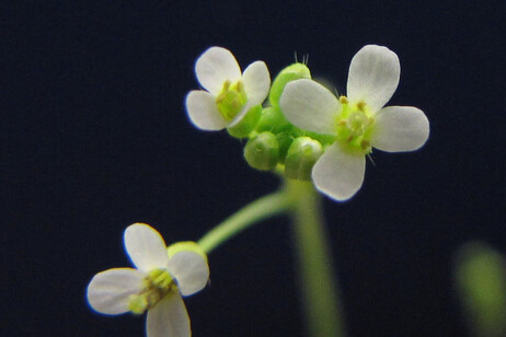 Fiori di Arabidopsis thaliana (fonte: BlueRidgeKitties da Flickr CC BY-NC-SA 2.0)