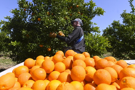 Agia-Cia, fare spazio alle nuove generazioni di agricoltori