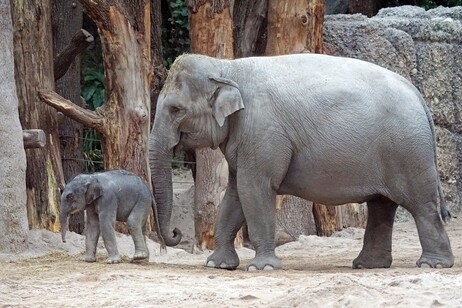 Gli elefanti asiatici piangono e seppelliscono i cuccioli morti (fonte: Pixabay)