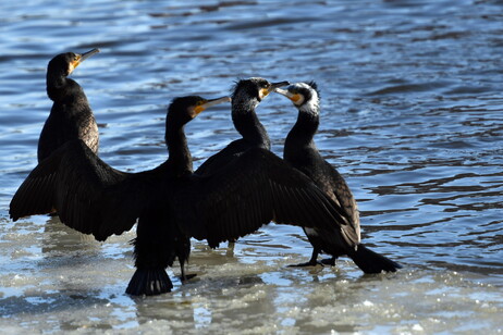 I cormorani ladri di pesce, ne mangiano fino a 10 chili al mese