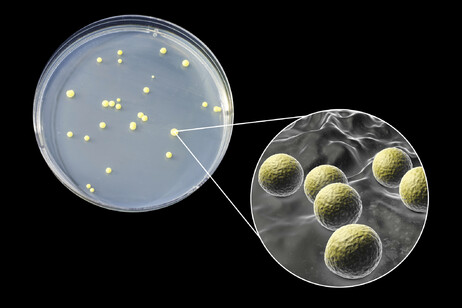 Una colonia di  Micrococcus luteus bacteria