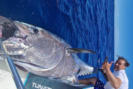 Pesca record a S.Teresa di Gallura, preso un tonno di 220 chili Oltre 2 ore di lotta per issare a bordo il corridore dei mari