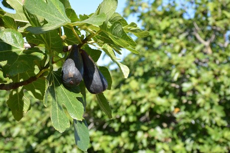 Fico di Chia