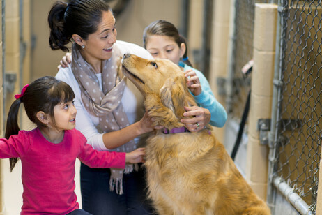 L'ingresso di un cane in famiglia foto iStock.