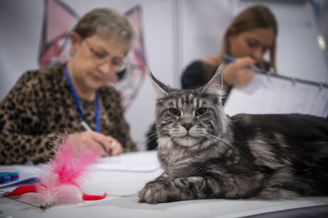 International cat exhibition in Budapest