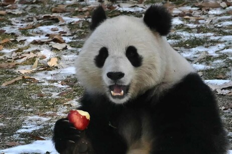 Washington, il panda Qing Bao debutta allo Smithsonian's Zoo