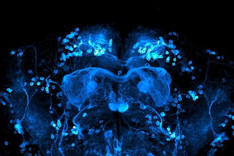 Il cervello di un moscerino della frutta con neuroni attivi (fonte: Vincent Croset da Wikimedia CC BY-SA 4.0)