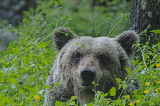 Orso bruno marsicano (foto Parco Nazionale d'Abruzzo)