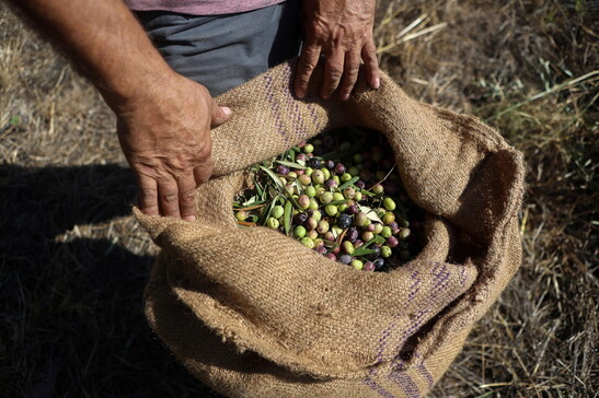 A ottobre 2024 calo del 9% del surplus agroalimentare dell'Ue