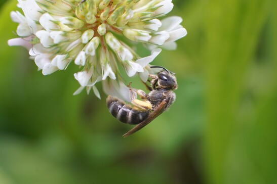 Gli insetti impollinatori giocano un ruolo fondamentale negli ecosistemi (fonte: Università degli Studi di Padova)