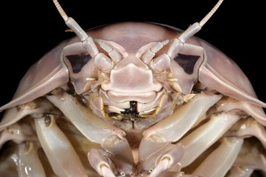 La testa di Bathynomus vaderi  (fonte: Nguyen Thanh Son)