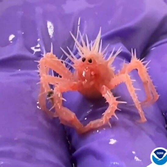 Il cucciolo di Neolithodes agassizii diventato una celebrità sul web (fonte: NOAA)