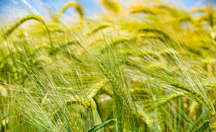 Campi di grano in Italia © ANSA