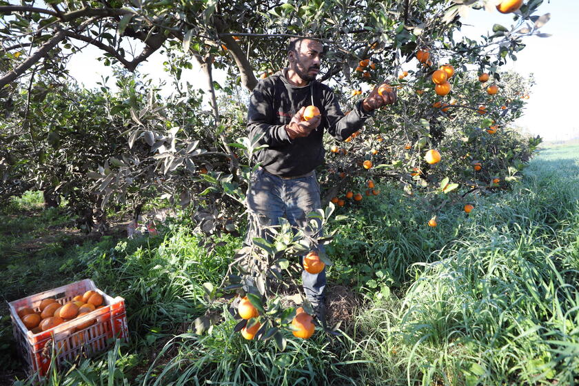 Oranges production in Egypt © ANSA/EPA