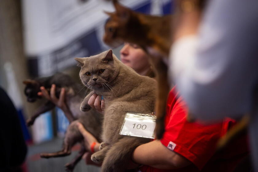 World Cat Federation show in Budapest