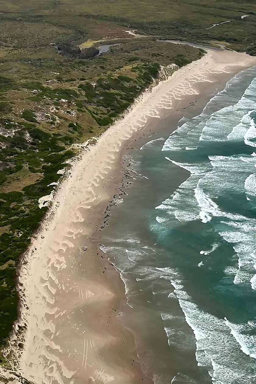 Australia, oltre 150 delfini 'spiaggiati' in Tasmania