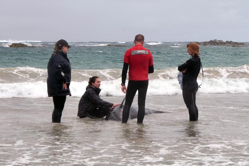 Australia, oltre 150 delfini 'spiaggiati' in Tasmania