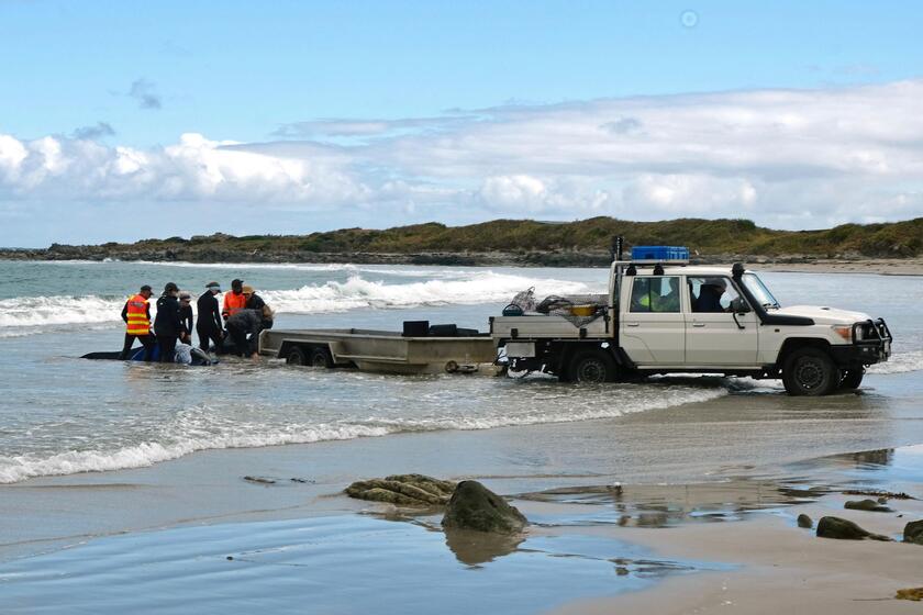 Australia, oltre 150 delfini 'spiaggiati' in Tasmania