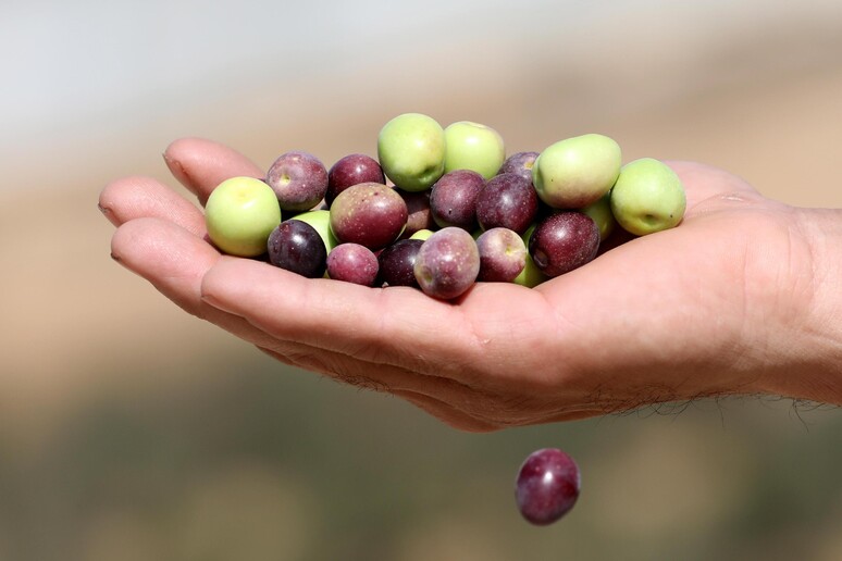 In calo l 'export agroalimentare Ue verso la Cina - RIPRODUZIONE RISERVATA