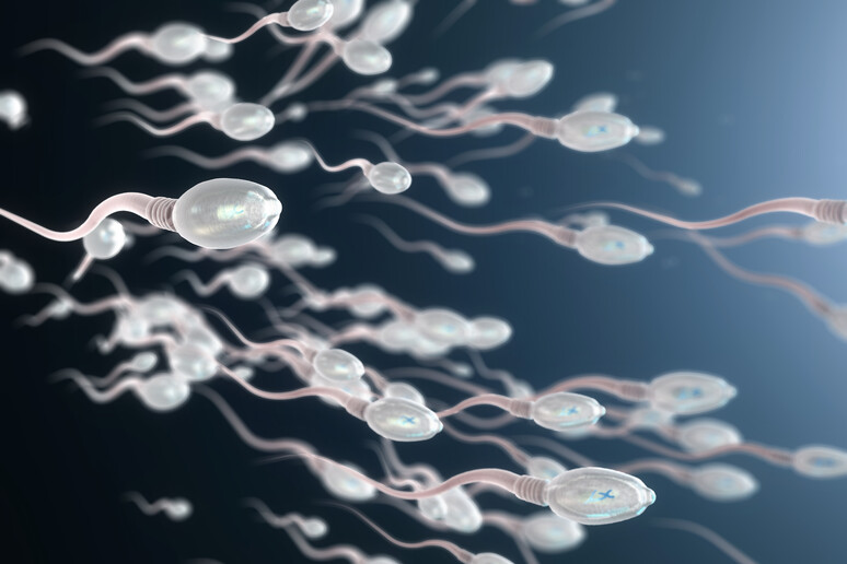 Rappresentazione artistica di spermatozoi (fonte: Christoph Burgstedt, da iStock) - RIPRODUZIONE RISERVATA