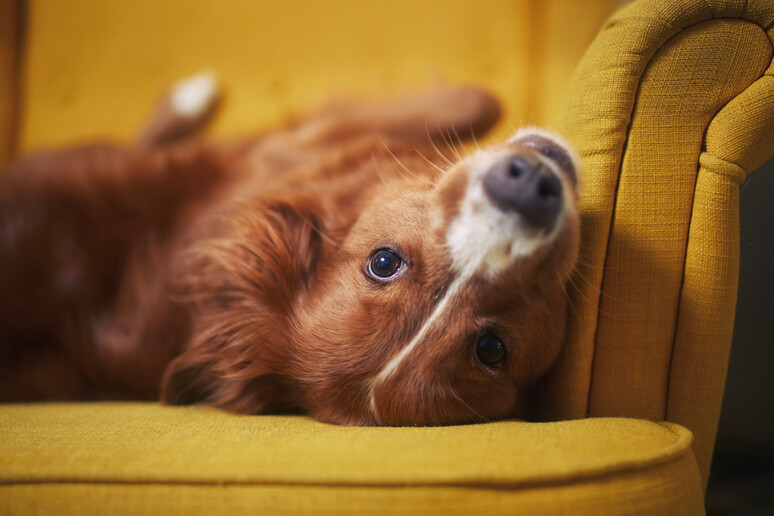 Un cane a pancia in su sulla poltrona. foto iStock. -     RIPRODUZIONE RISERVATA