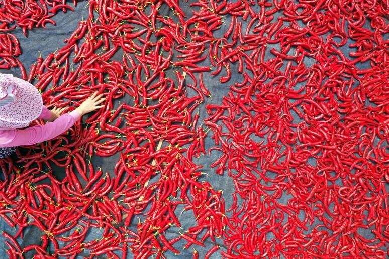 IL PEPERONCINO © ANSA/EPA