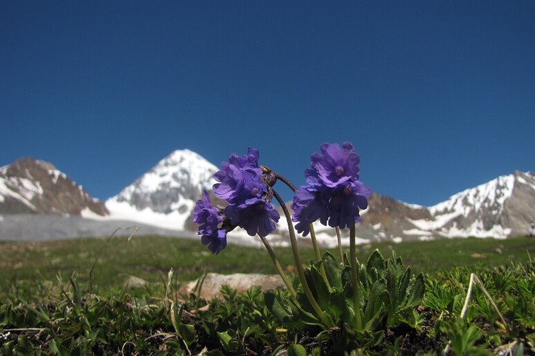 La Primula glutinosa è una delle specie competitive che rimpiazzano quelle pioniere (fonte: Marco Caccianiga) -     RIPRODUZIONE RISERVATA