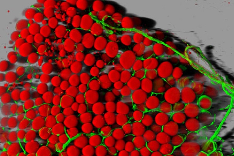 In rosso le cellule adipose di topo perfuse da vasi sanguigni visibili in verde (fonte: Daniela Malide, National Heart, Lung, and Blood Institute/NIH) - RIPRODUZIONE RISERVATA