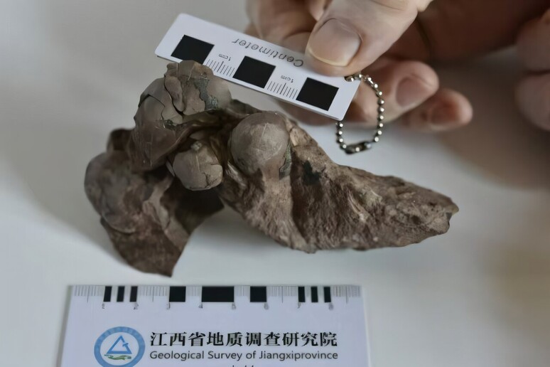 Le uova fossili ritrovate nella città di Ganzhou in Cina (fonte: China University of Geosciences a Wuhan) - RIPRODUZIONE RISERVATA