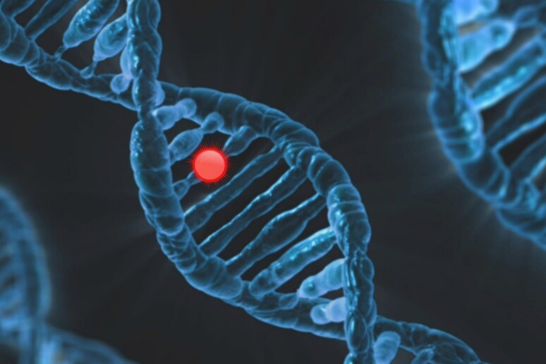 Individuate 17 rare mutazioni genetiche legate all’insorgenza di malattie cardiovascolari (fonte: Pixabay) - RIPRODUZIONE RISERVATA