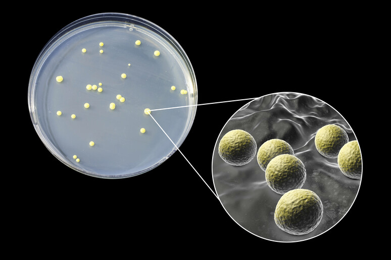 Una colonia di  Micrococcus luteus bacteria - RIPRODUZIONE RISERVATA