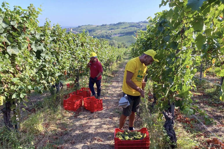 Inizia la vendemmia nell 'Oltrepò, a partire da Pavia - RIPRODUZIONE RISERVATA