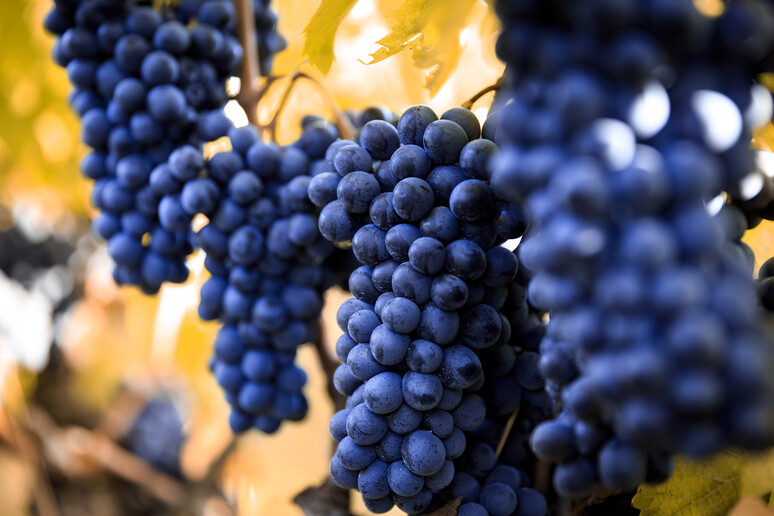 Langhe grappoli di uva Barolo Nebbiolo foto iStock. - RIPRODUZIONE RISERVATA