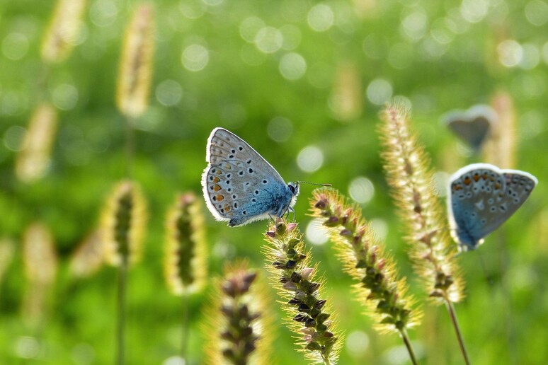 I pesticidi sono i primi nemici della biodiversità (fonte: Pixabay) - RIPRODUZIONE RISERVATA