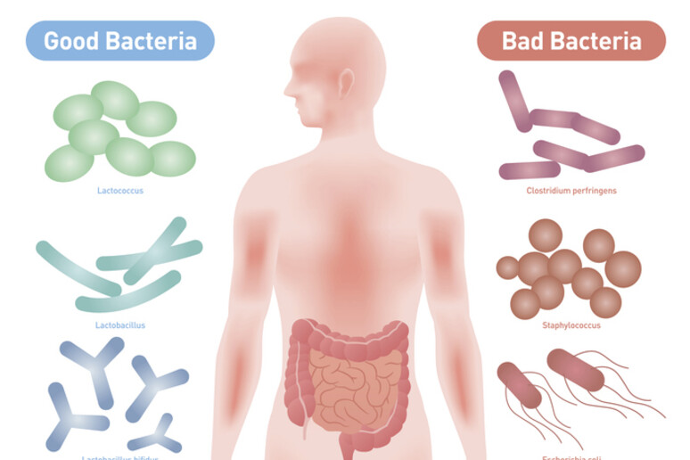 Oltre metà italiani ha disturbi intestinali ma ignora microbiota - RIPRODUZIONE RISERVATA