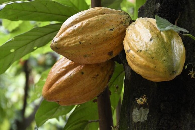 Frutti di Theobroma cacao (fonte: Daniel Tineo, CC-BY 4.0) - RIPRODUZIONE RISERVATA